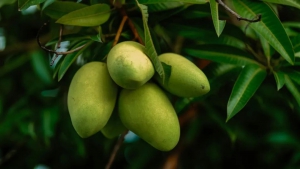 千亩芒果园拥抱科技，综合成本节省 30%