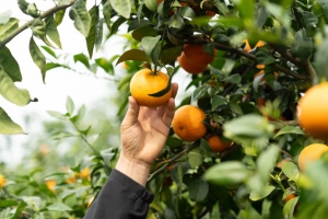 好轻松！百亩果园水肥灌溉，一人就搞定