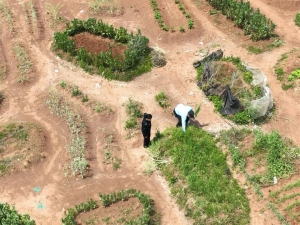 科技赋能禁毒！无人机精准锁定铲除罂粟植株