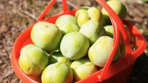 “飞”一般的甜蜜 | 贵州蜂糖李乘机出山