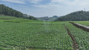 织金：科技赋能烟田管护 无人机植保助农稳产增收